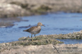 Pectoral Sandpiper s1153.jpg