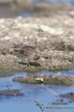 Pectoral Sandpiper s1154.jpg