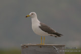 Black-tailed Gull 5090.jpg