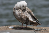 Slaty-backed Gull 3242.jpg