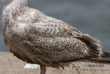 Slaty-backed Gull 3270.jpg