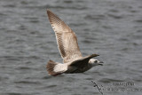 Slaty-backed Gull 3320.jpg