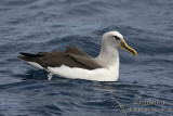Bullers Albatross 5083.jpg