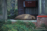 Southern Elephant Seal M586.jpg