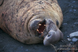 Southern Elephant Seal M596.jpg