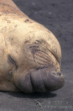 Southern Elephant Seal M626.jpg