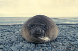 Southern Elephant Seal M656.jpg