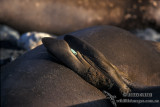 Southern Elephant Seal M666.jpg