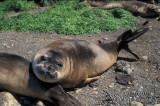 Southern Elephant Seal M671.jpg