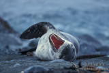 Leopard Seal M557.jpg