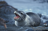 Leopard Seal M562.jpg