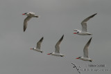 Caspian Tern 0916.jpg