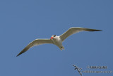 Caspian Tern 1138.jpg