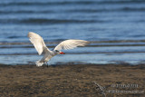 Caspian Tern 4760.jpg