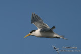 Crested Tern 7969.jpg