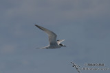 Common Tern 1831.jpg