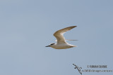 Little Tern 2291.jpg