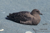 Southern Skua s1220.jpg