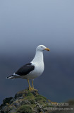 Kelp Gull s1277.jpg