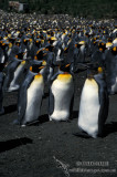 King Penguin s0103.jpg
