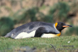 King Penguin s0111.jpg