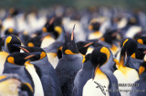 King Penguin s0116.jpg