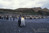 King Penguin s0120.jpg