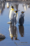King Penguin s0121.jpg