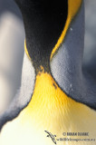 King Penguin s0130.jpg