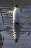 King Penguin s0131.jpg