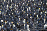 King Penguin s0134.jpg