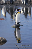 King Penguin s0140.jpg