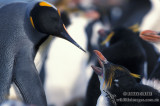 King Penguin s0143.jpg
