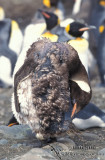King Penguin s0152.jpg