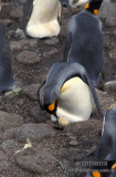 King Penguin s0155.jpg