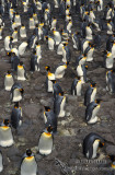 King Penguin s0158.jpg