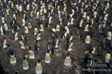 King Penguin s0159.jpg