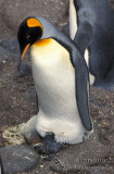 King Penguin s0160.jpg