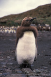 King Penguin s0170.jpg