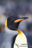 King Penguin s0210.jpg