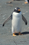 Gentoo Penguin s0229.jpg