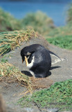 Gentoo Penguin s0232.jpg