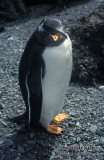 Gentoo Penguin s0265.jpg
