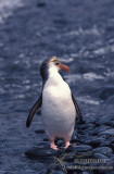 Royal Penguin s0351.jpg
