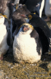Royal Penguin s0361.jpg