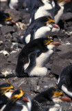 Royal Penguin s0369.jpg