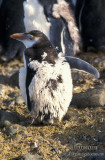 Royal Penguin s0377.jpg