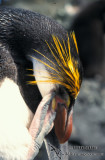 Royal Penguin s0384.jpg