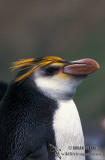 Royal Penguin s0397.jpg