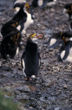 Royal Penguin s0404.jpg